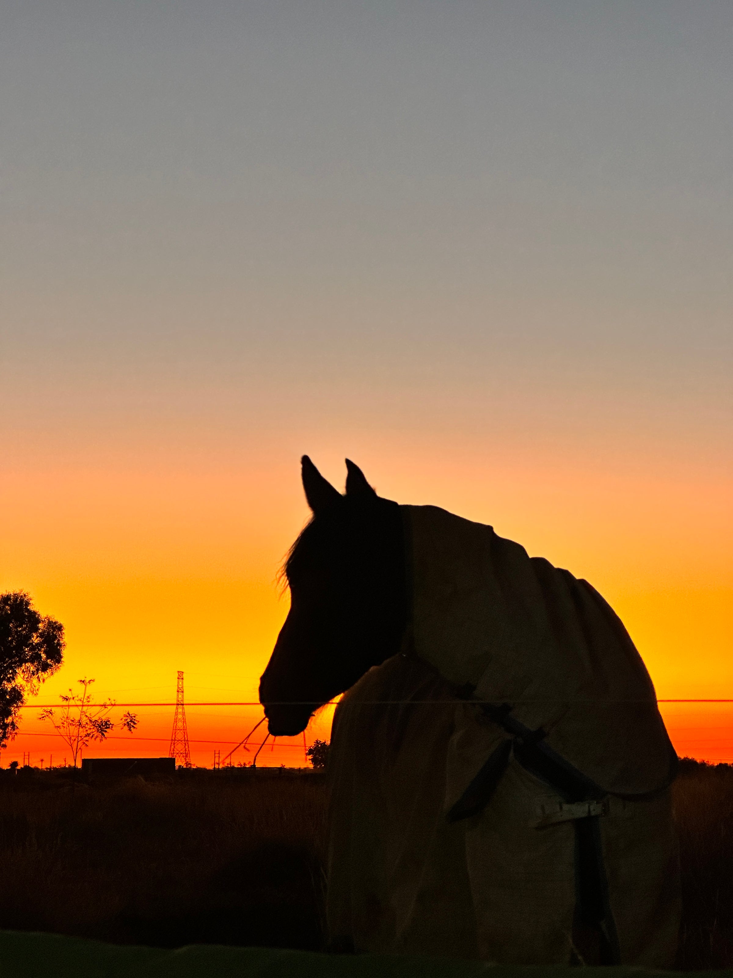 Sunset pet and 2024 supplies